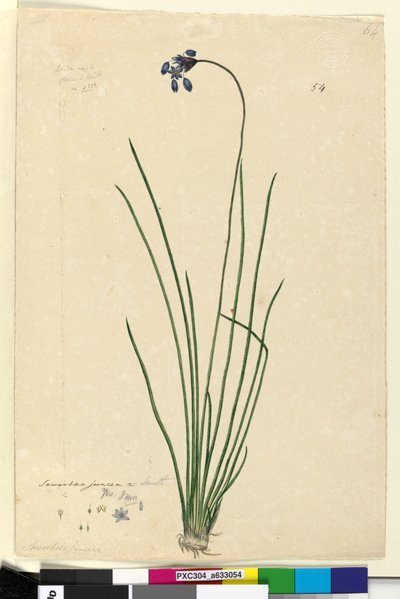 Page 54. Sowerbaea juncea - John William Lewin